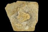 Fossil Crinoid (Tholorinus) - Alabama #114388-1